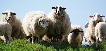 關於網頁設計競爭力